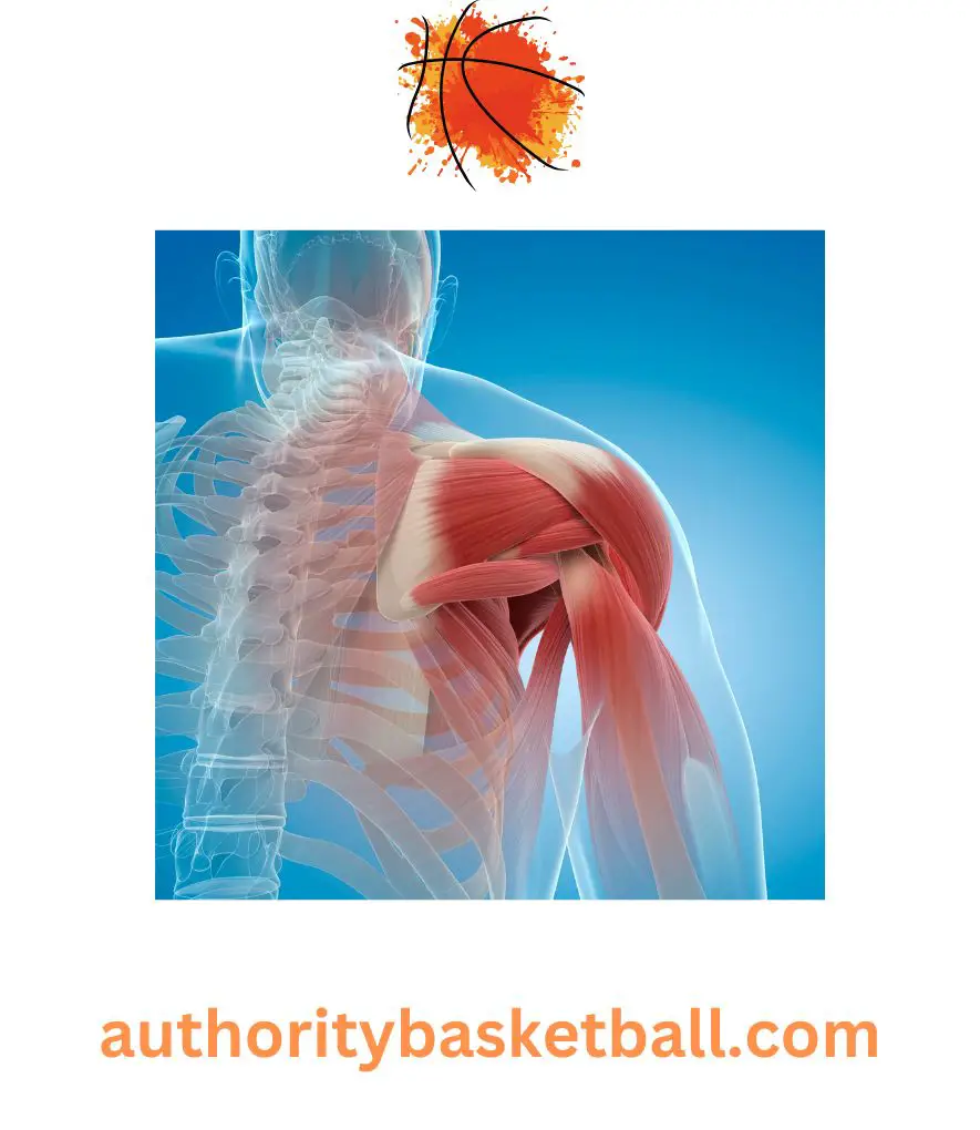 why basketball players have big shoulders - repetitive use of shoulder muscles
